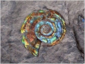 Ammonite: Какво изглежда и какви имоти има?