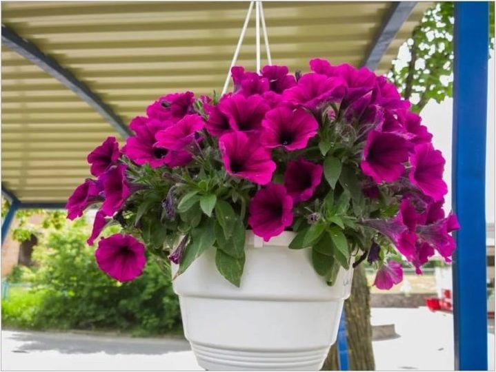 Как да използвате цветя за декориране на балкон и лоджия?