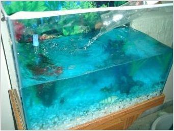 Аквариум Pixa Риба: сортове, избор и съдържание