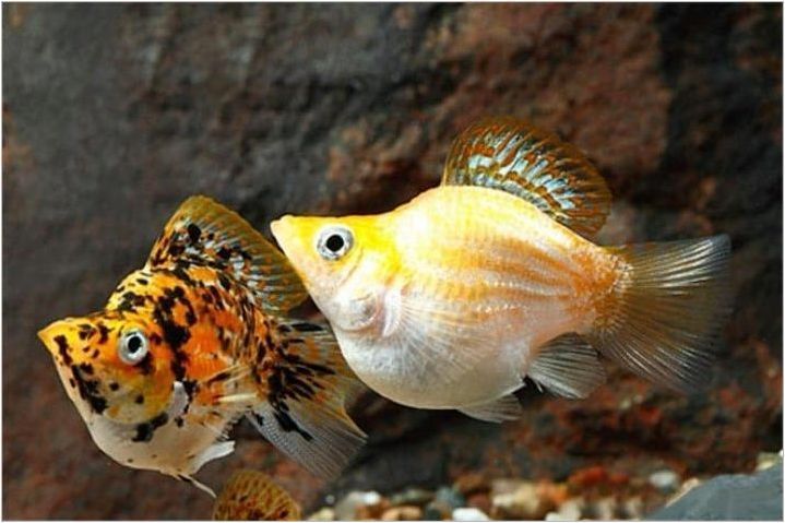 Аквариум Pixa Риба: сортове, избор и съдържание