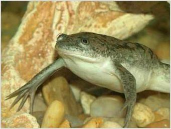 Аквариум жаби: описание и видове, съдържание и грижи