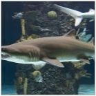 Аквариумни акули: Характеристики, видове и отглеждане