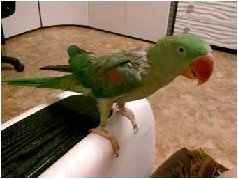 Александрийски папагал: описание, съдържание и разплод