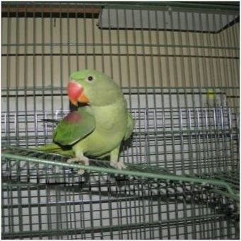 Александрийски папагал: описание, съдържание и разплод