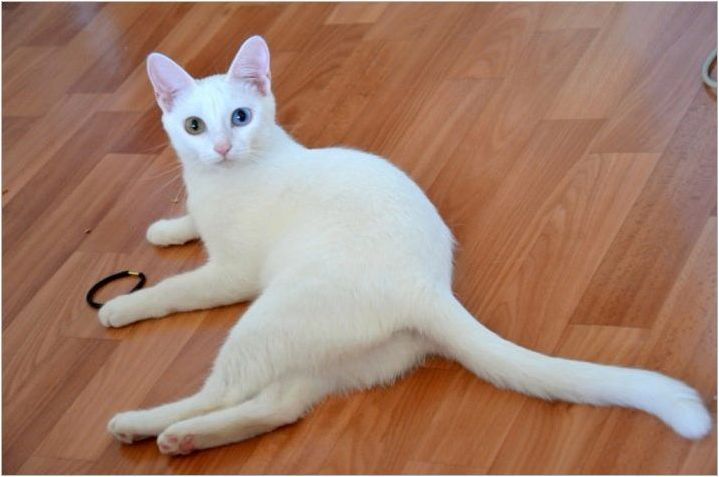 Анатолски котки: описание на породата, характеристики на съдържанието