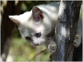 Анатолски котки: описание на породата, характеристики на съдържанието