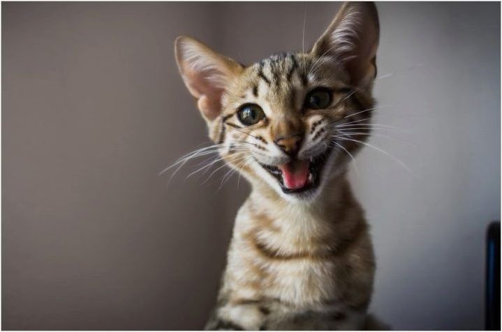 Asher's Cat: Характеристики и правила на съдържанието