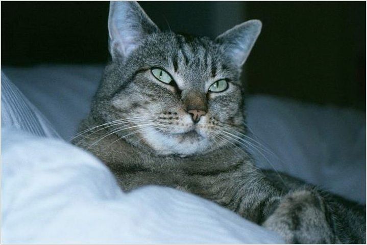 Азиатки Табби: Описание на правилата за порода на котката и съдържанието