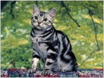Азиатки Табби: Описание на правилата за порода на котката и съдържанието