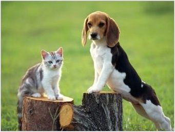 Beagle и Jack Russell Териер: Порода сравнение