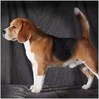 Beagle и Jack Russell Териер: Порода сравнение