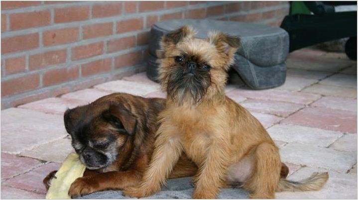 Белгийски Грифон: описание на кучетата и тяхното съдържание