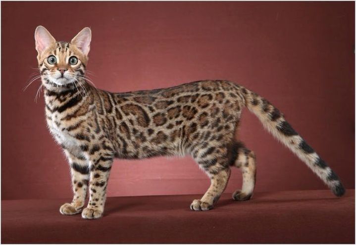 Бенгалска котка: породи особености и характер