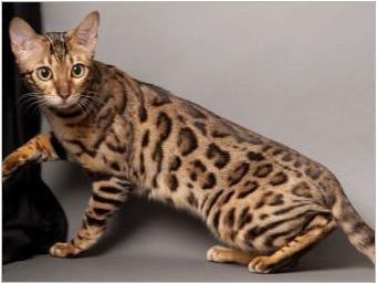Бенгалска котка: породи особености и характер