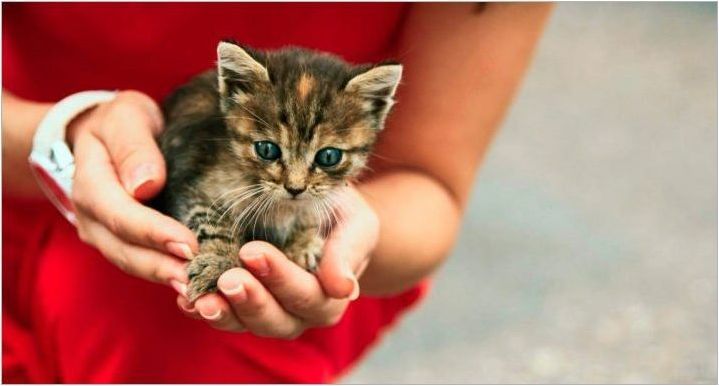 Бездомни котенца: Възможно ли е да ги отведете в апартамента и как да се продават?