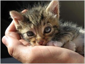 Бездомни котенца: Възможно ли е да ги отведете в апартамента и как да се продават?
