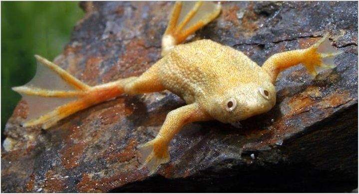 Бял аквариум жаба: описание и препоръки за съдържание