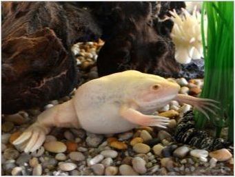 Бял аквариум жаба: описание и препоръки за съдържание