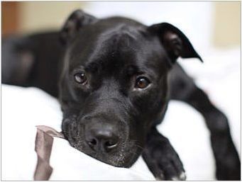 Black Staffordshire Terrier: Какво изглежда и как да се грижи за него?