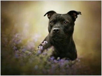 Black Staffordshire Terrier: Какво изглежда и как да се грижи за него?