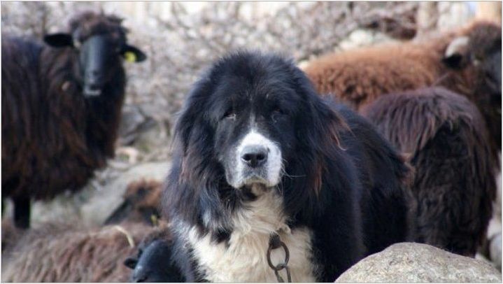 Български овчар: описание, хранене и грижи