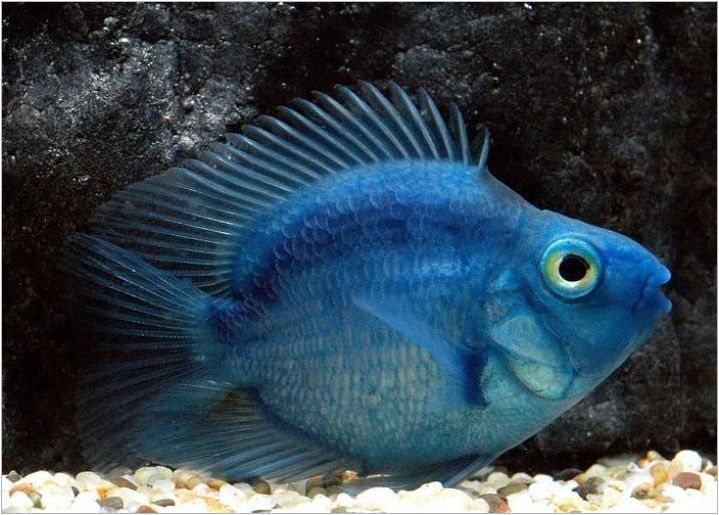 Blue Parrot Fish: описание и препоръки за съдържание