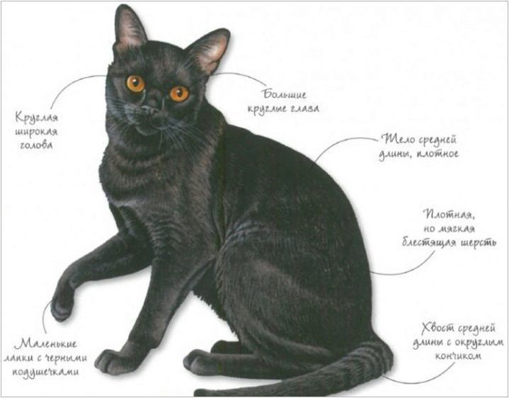 Бомбай котки: характеристики, избор, грижи