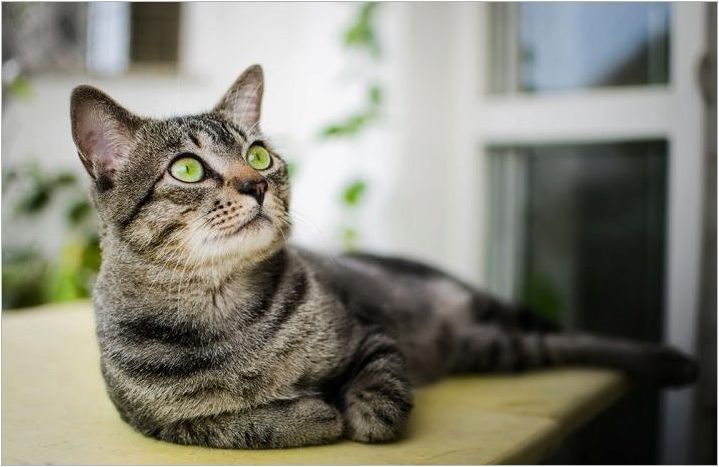 Бразилски късочен котка: описание на породата и характеристиките на съдържанието