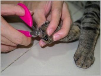 Бразилски късочен котка: описание на породата и характеристиките на съдържанието