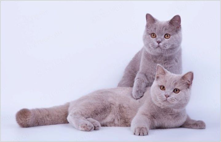 Британски лилави котки и котки: описание и списък на псевдоните