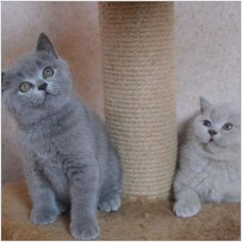 Британски лилави котки и котки: описание и списък на псевдоните