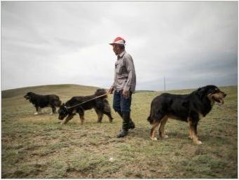 Buryat Mongol Wolfhounds: Порода история, темперамент, избор на имена, основни грижи