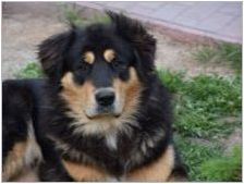 Buryat Mongol Wolfhounds: Порода история, темперамент, избор на имена, основни грижи