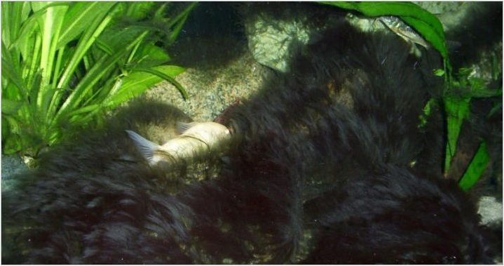 Черна брада в аквариума: какво е, защо се появява и как да се отървете от него?