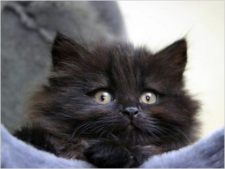 Черна сибирска котка: Описание на породата и цветни функции