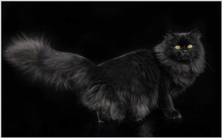 Черна сибирска котка: Описание на породата и цветни функции