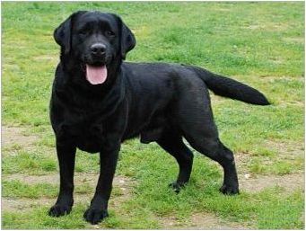 Черни кучета: Цвят на семействата и популярни породи