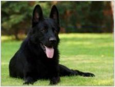 Черни кучета: Цвят на семействата и популярни породи