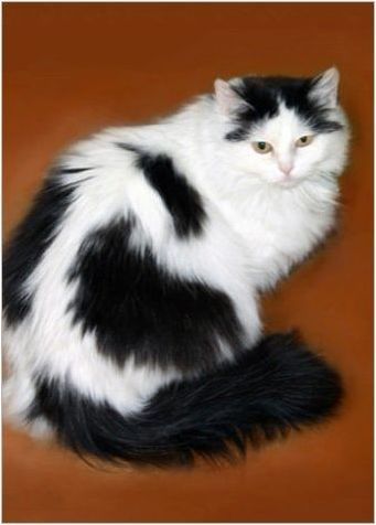 Черно-бели котки: поведение и общи породи