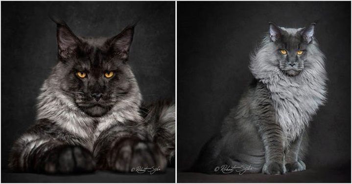Черно-бели котки: поведение и общи породи