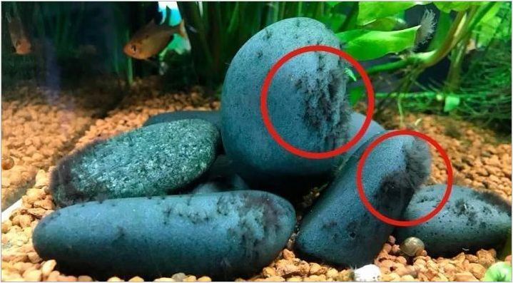 Черно водорасли в аквариума: Защо възникнат и как да се справят с тях?