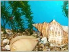 Черупки в аквариума: полза, вреда и препоръки за употреба