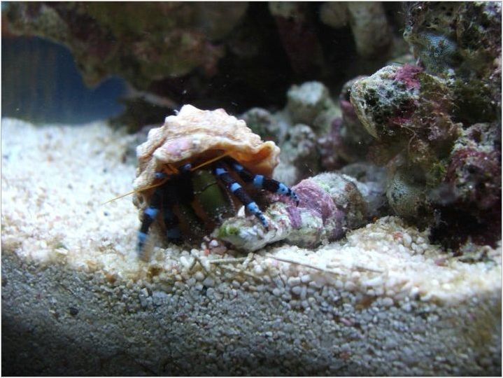 Черупки в аквариума: полза, вреда и препоръки за употреба