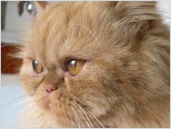 Червени персийски котки: характеристики и грижи