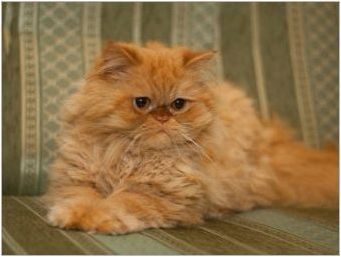 Червени персийски котки: характеристики и грижи