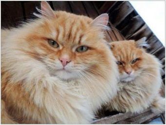 Червени сибирски котки: породени характеристики и съдържание