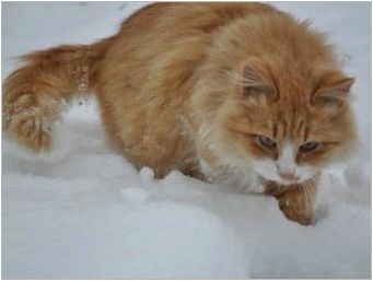 Червени сибирски котки: породени характеристики и съдържание