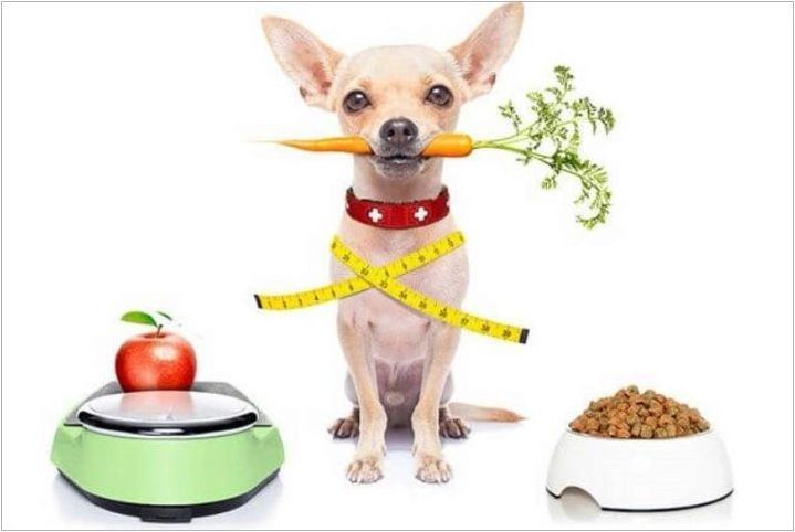 Chihuahua Feed: рейтинг производители и функции