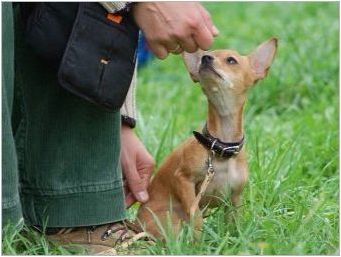 Chihuahua обучение: правила и овладяване на основни екипи
