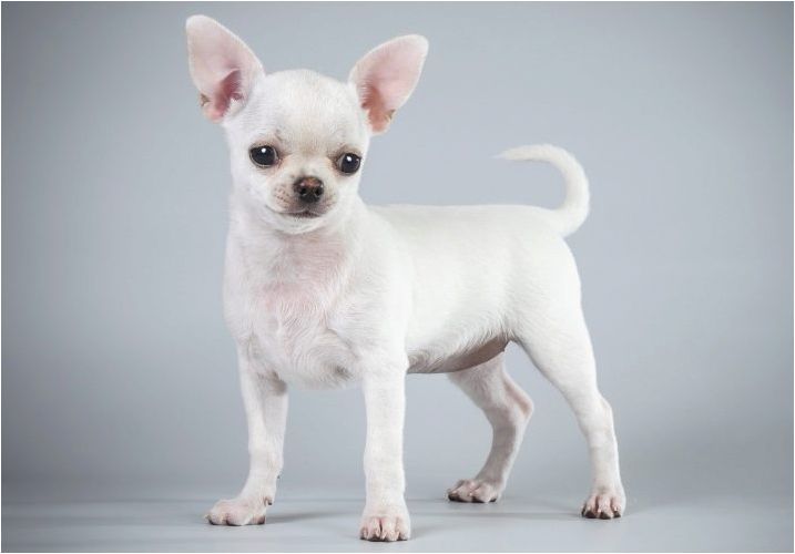 Chihuahua тегло по месеци